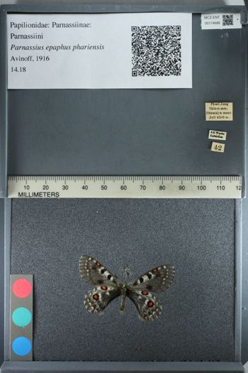 Media type: image;   Entomology 174688